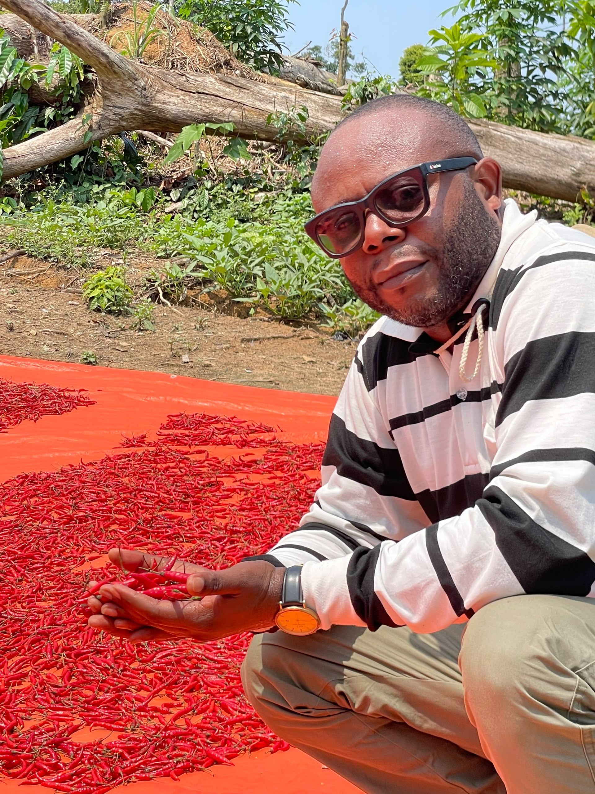 Fondateur Piquant récoltant des piments rouges